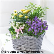 Mother&#39;s Day Planted Basket