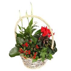 Festive planted basket